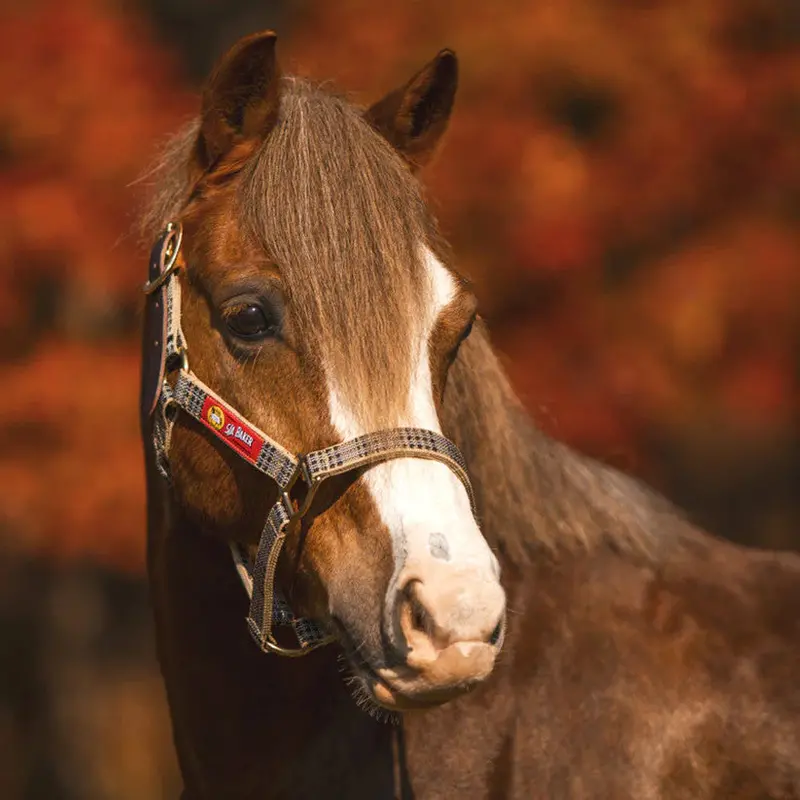 5/A Baker Breakaway Halter With Leather Crown 1
