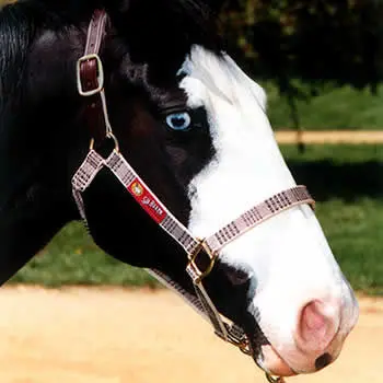 5/A Baker Breakaway Halter With Leather Crown 2