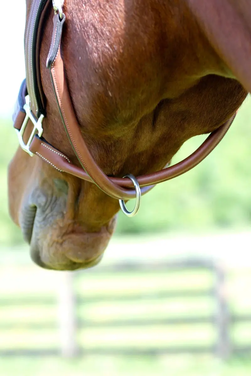 Arc De Triomphe® Premium Halter 1
