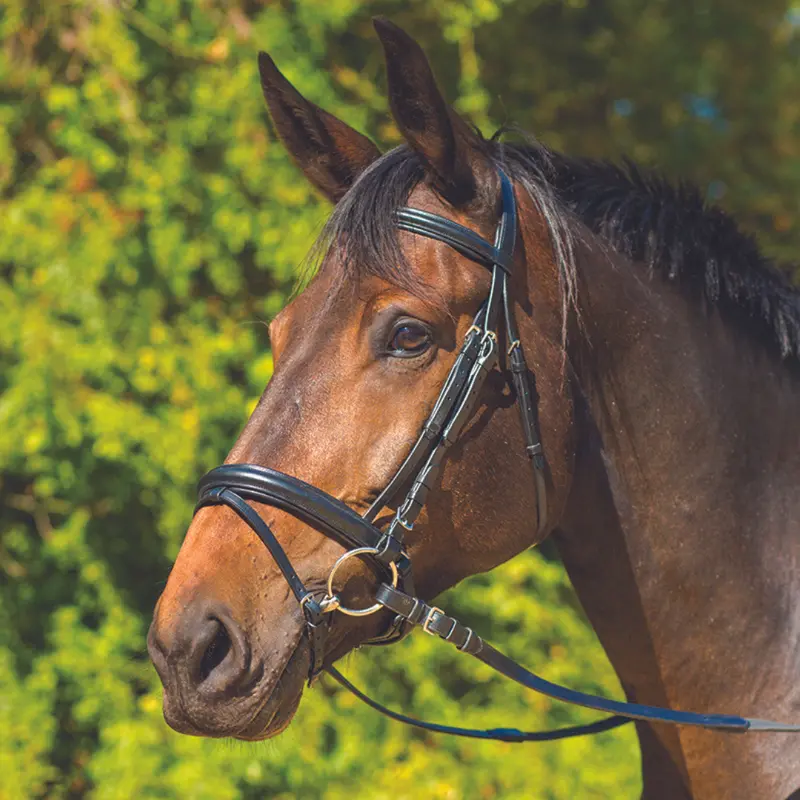 Avignon Aspen Bridle 1