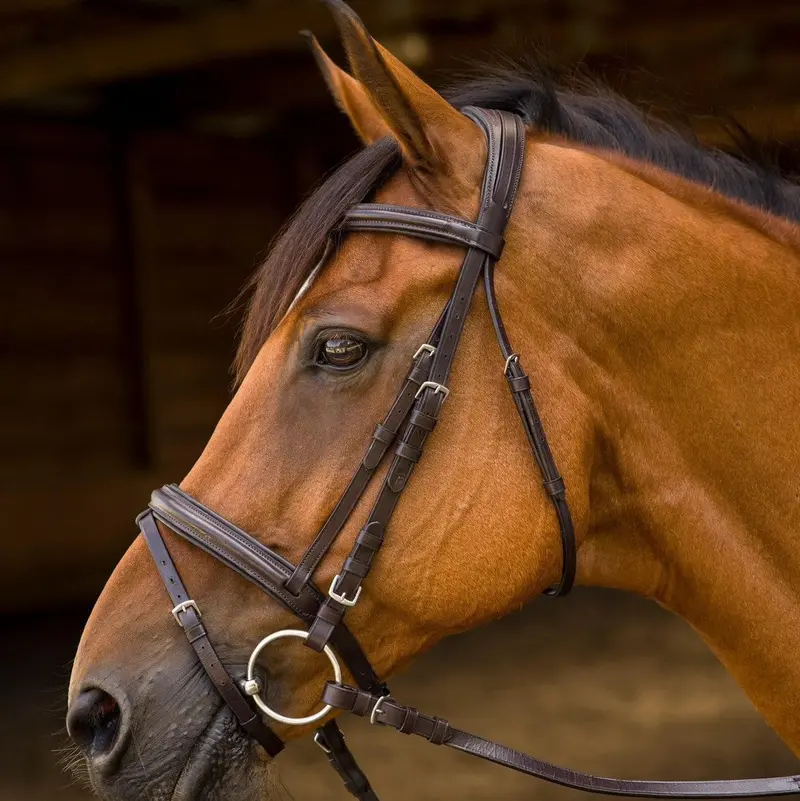 Avignon Louisville Bridle 1