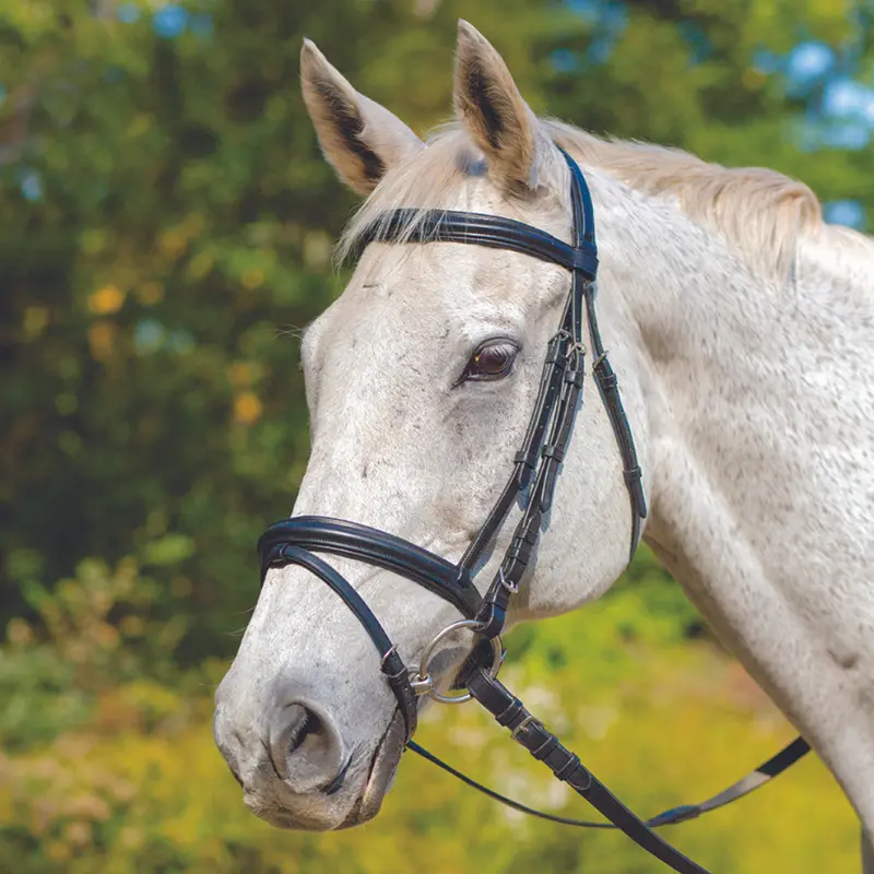 Avignon Louisville Bridle 2