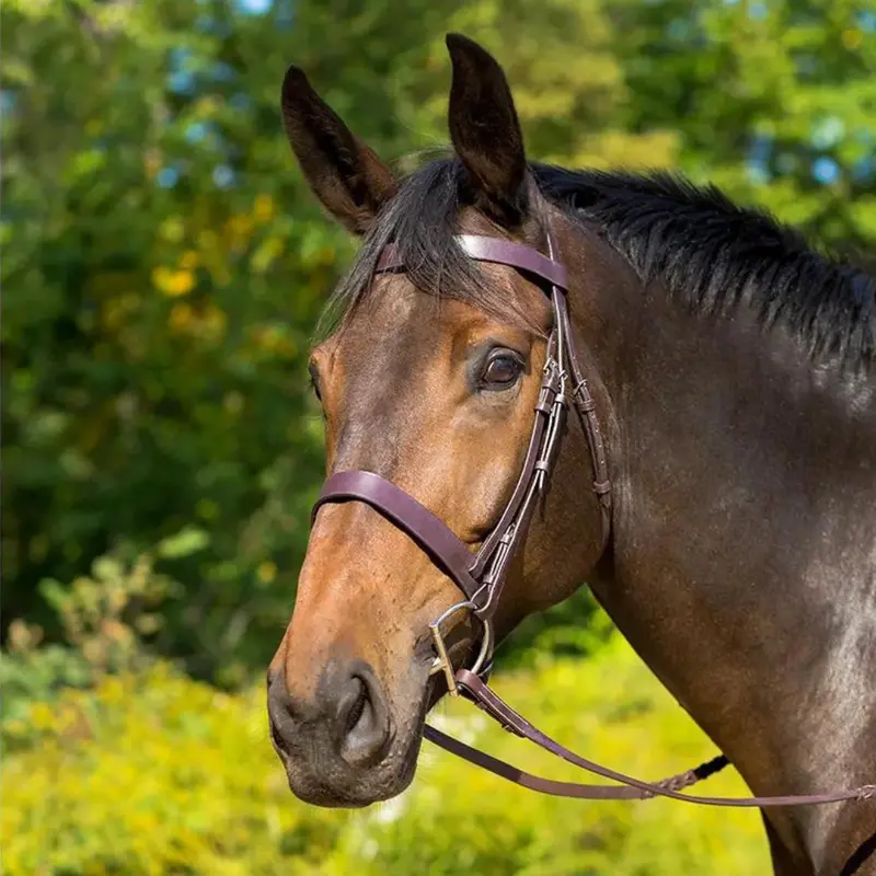 Avignon Middleburg Bridle 1