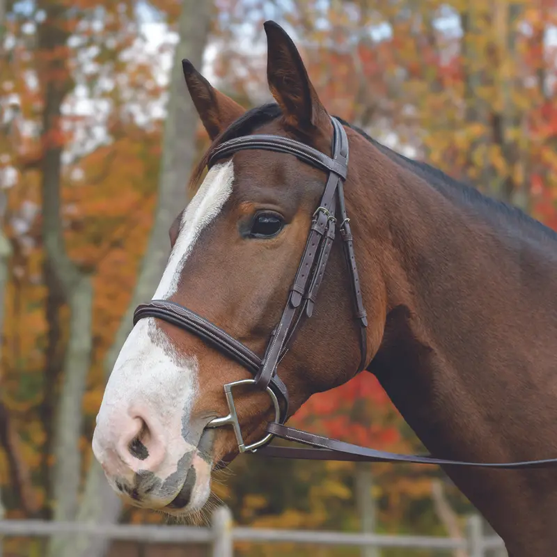 Avignon Nashville Bridle 1