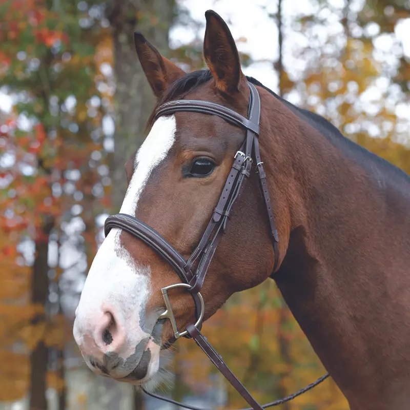 Avignon Ocala Bridle 1