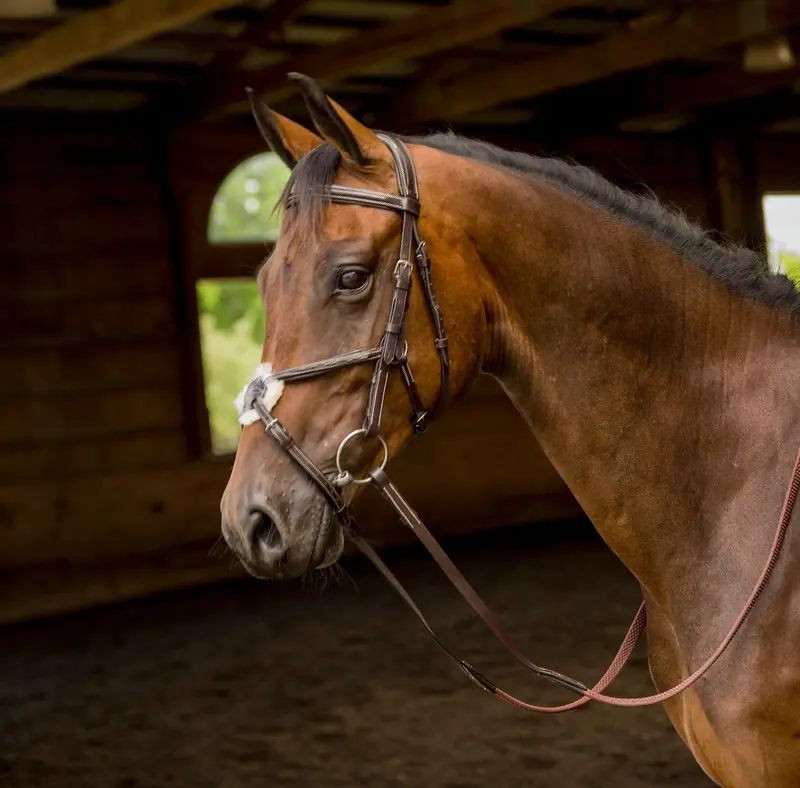 Avignon Woodside Figure 8 Bridle 1