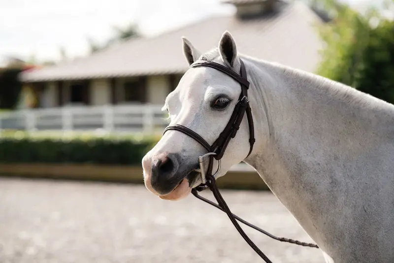 Belle & Bow Farnley Bridle 1