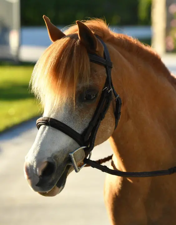 Belle & Bow Glenmore Padded Bridle 1