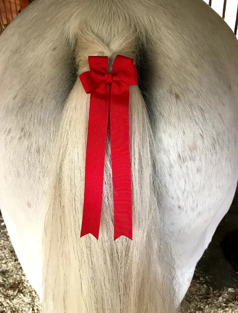 Belle & Bow Pony Tails 1