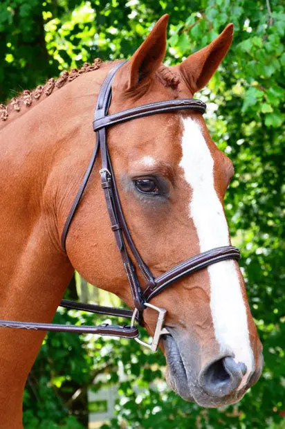 Black Oak Aster Bridle 1