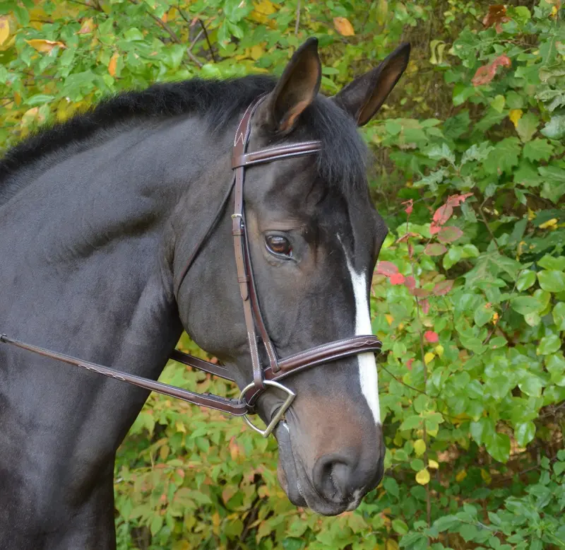Black Oak Cyprus Bridle 1