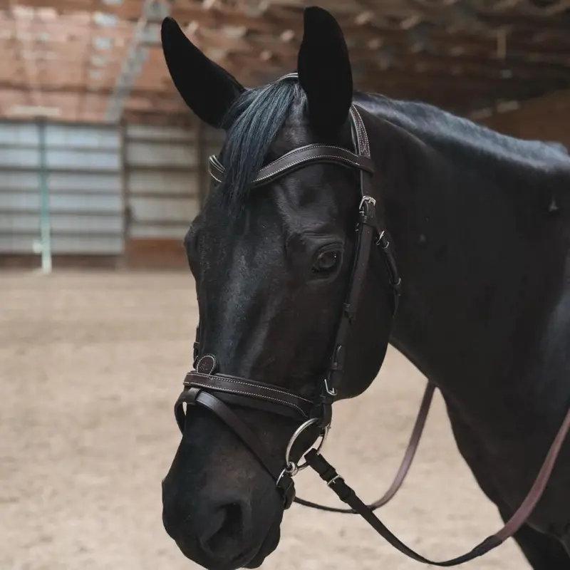 Black Oak Dogwood Eventing Bridle 1
