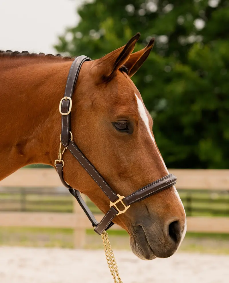 Black Oak Fern Halter 1