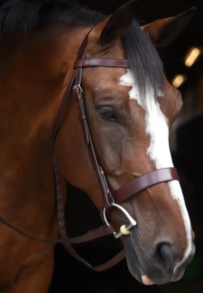 Black Oak Foxtrot Bridle 1