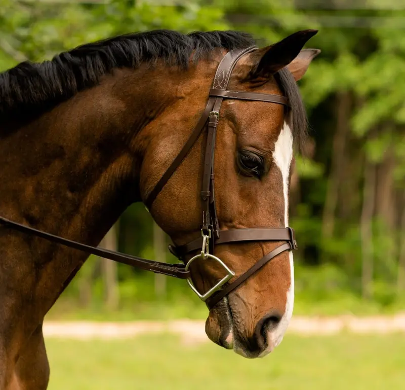 Black Oak Maple Training Bridle 1