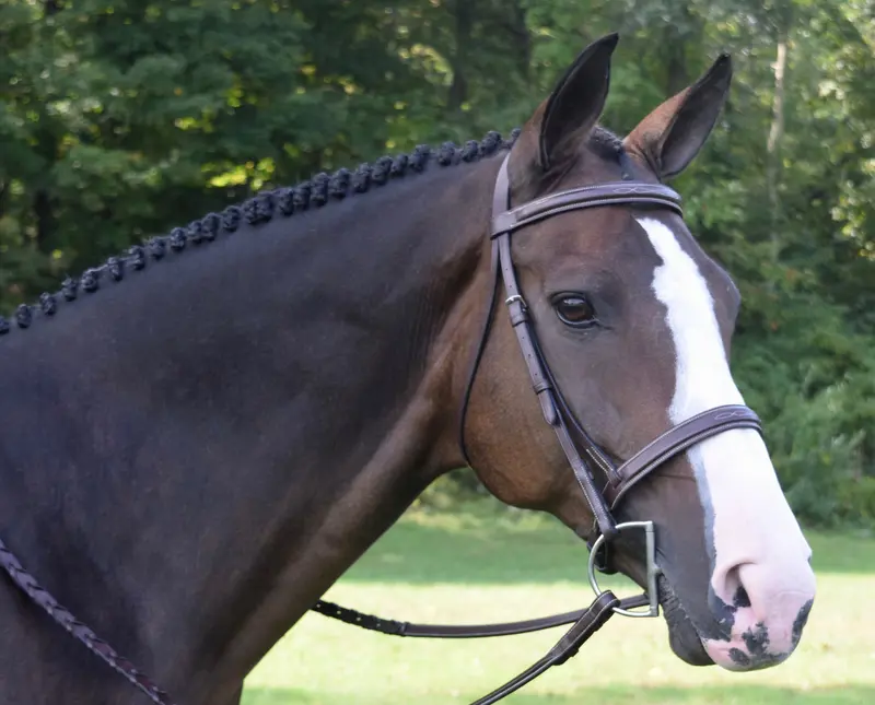 Black Oak Spruce Fancy Stitch Bridle 1