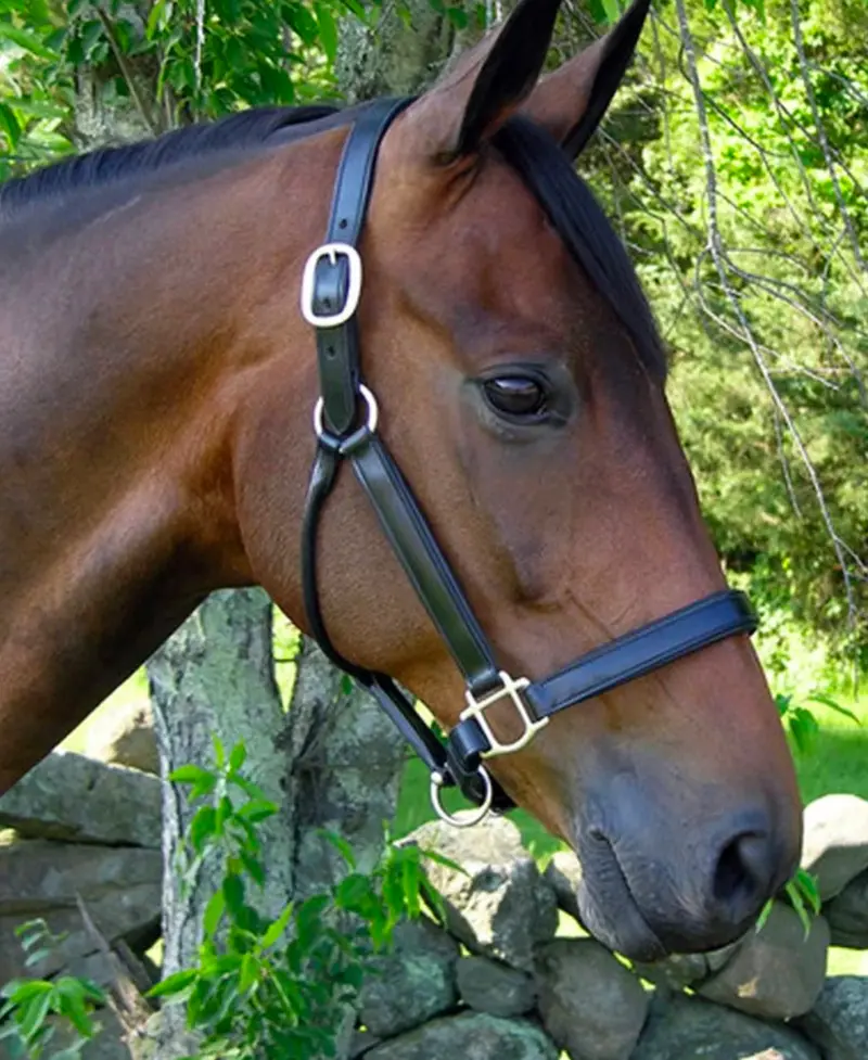 Black Oak Sycamore Halter 1