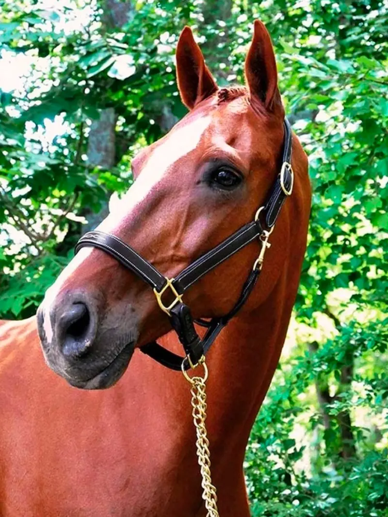 Black Oak Willow Fancy White Stitched Halter 1