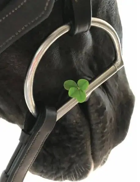 Blank Card: Four Leaf Clover 1