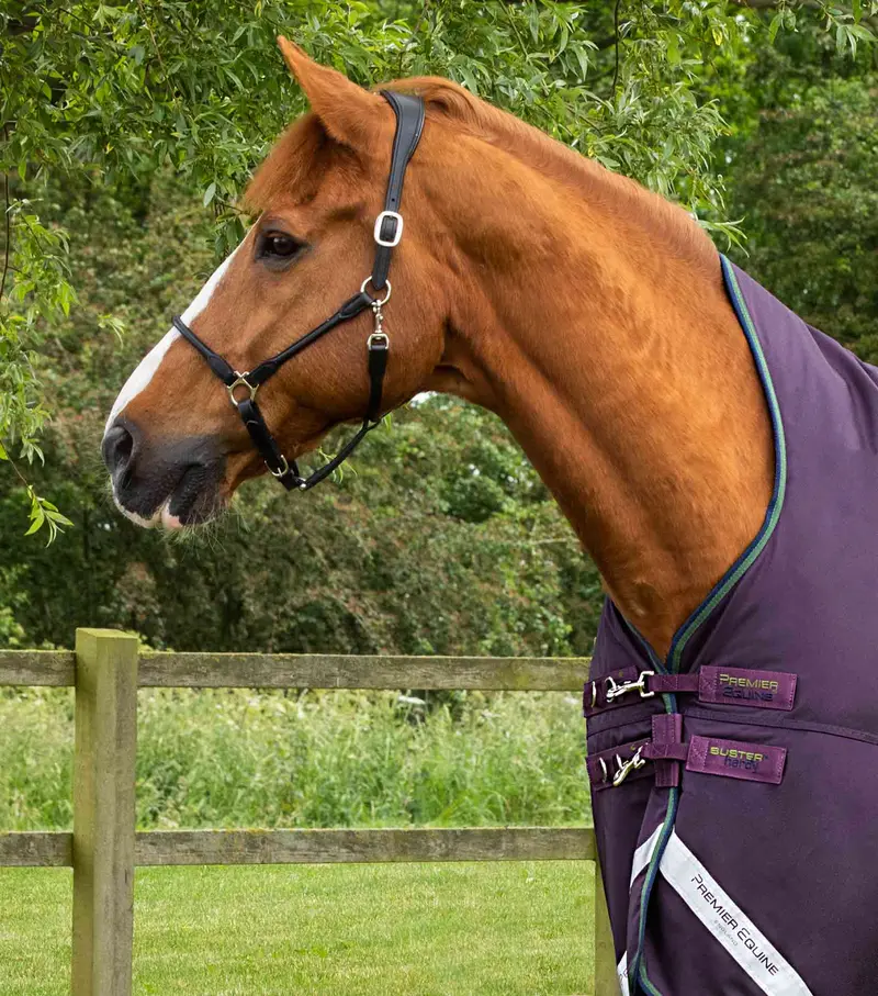 Buster Hardy 100G Half Neck Turnout Rug Purple 2