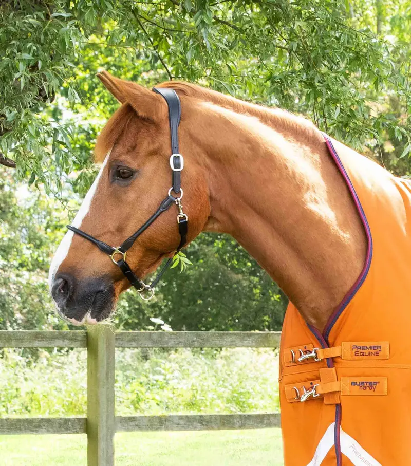 Buster Hardy 200G Half Neck Turnout Rug Burnt Orange 2
