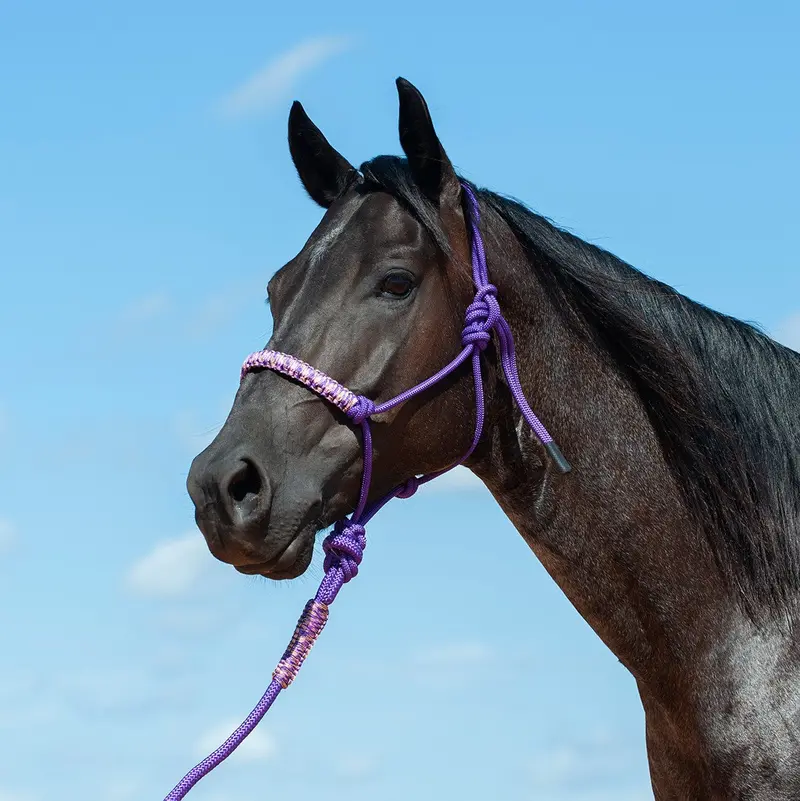 Cashel Braided Nose Rope Halter 4