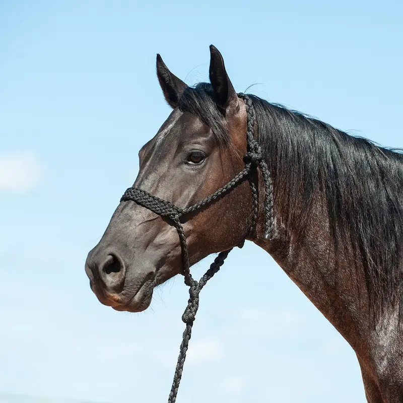 Cashel Flat Braid Halter 1