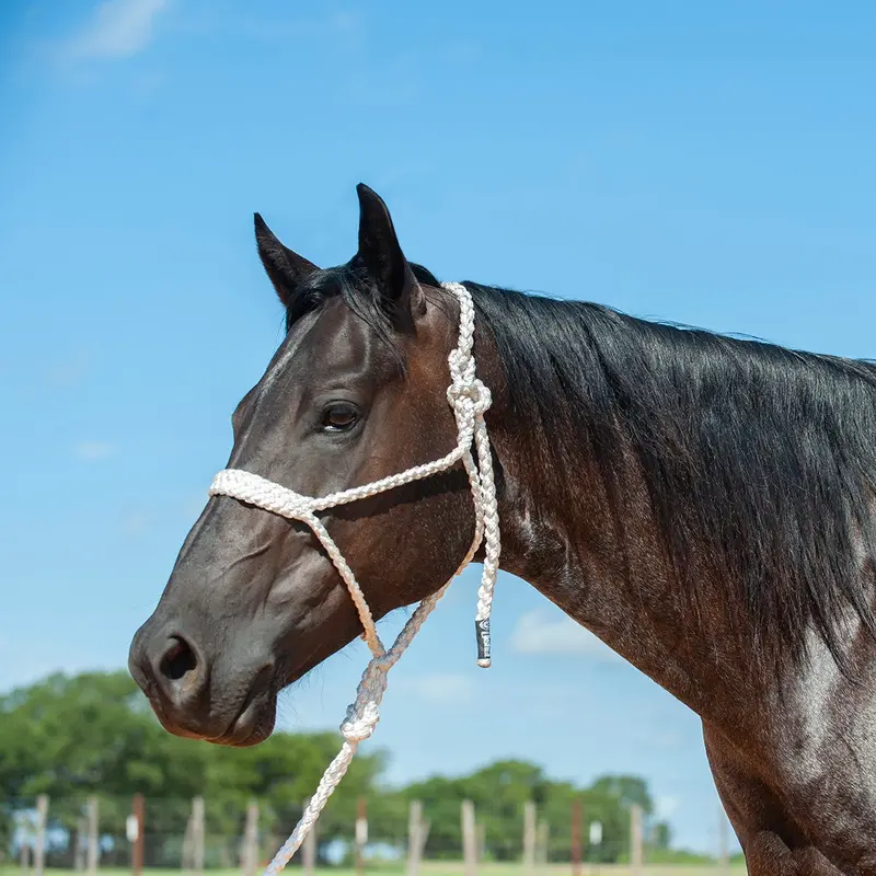 Cashel Flat Braid Halter 3
