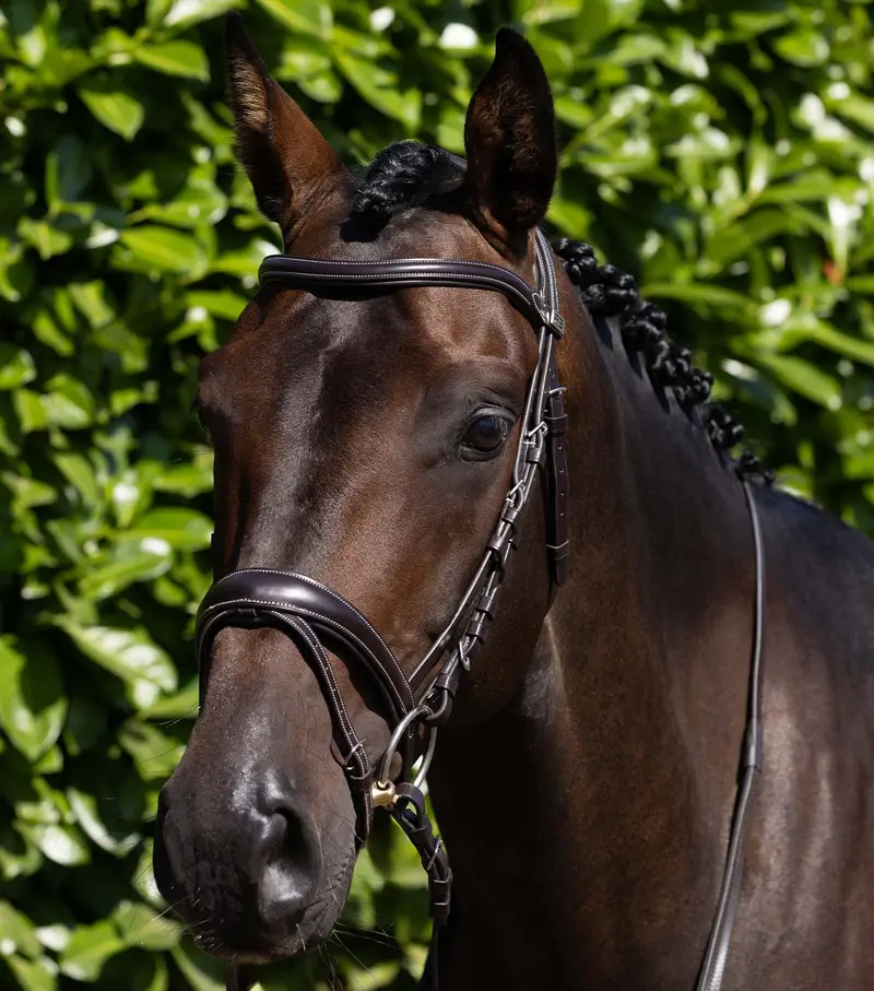 Cassano Snaffle Bridle Brown 1