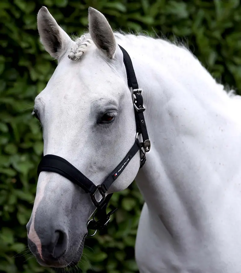 Corda Padded Head Collar With Lead Rope Black 1