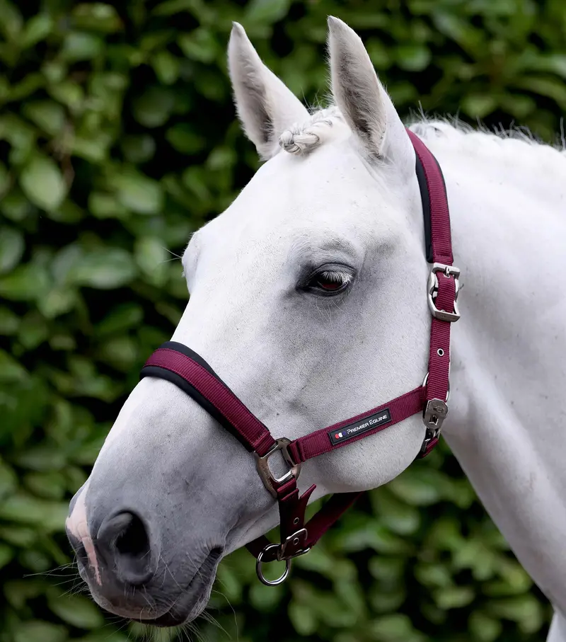 Corda Padded Head Collar With Lead Rope Burgundy 1