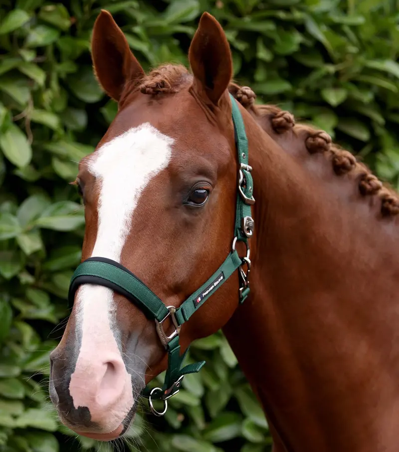Corda Padded Head Collar With Lead Rope Green 1