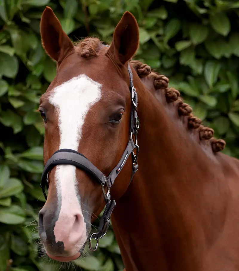 Corda Padded Head Collar With Lead Rope Grey 1