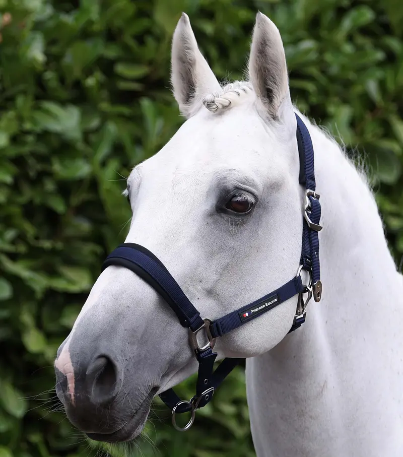 Corda Padded Head Collar With Lead Rope Navy 1