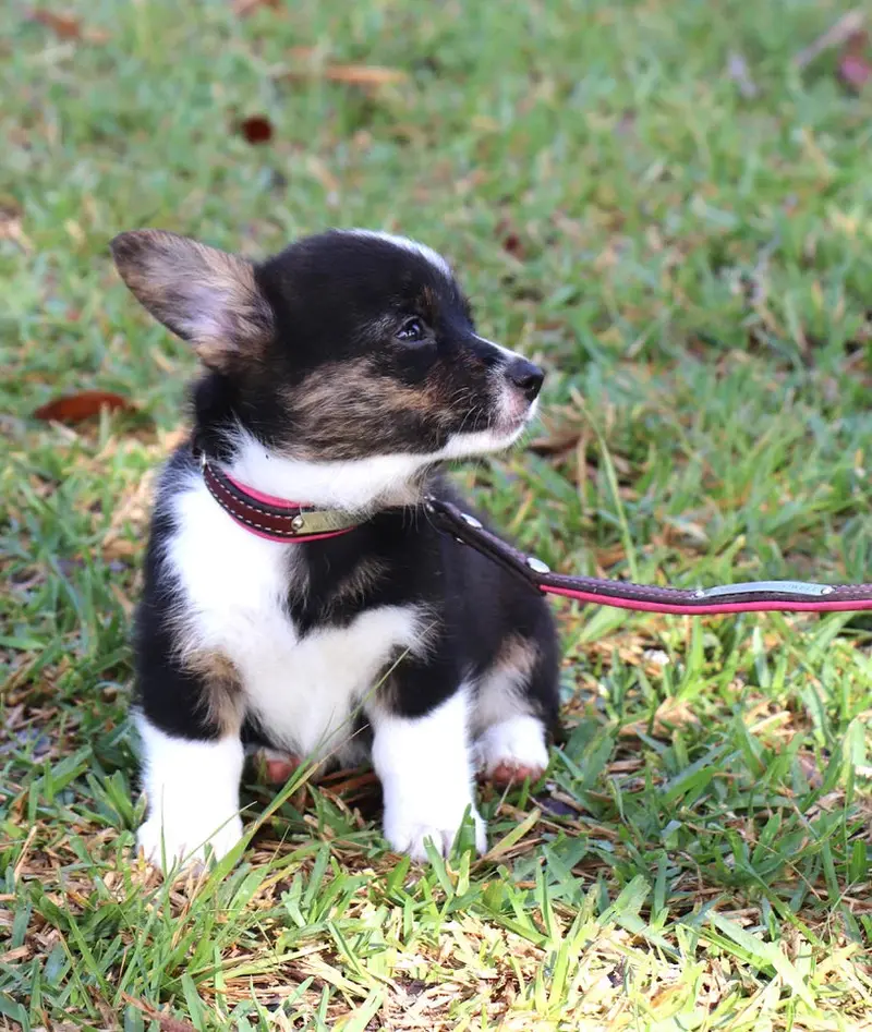 Custom Padded Dog Leash 2