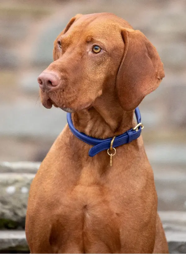 Digby & Fox Rolled Leather Dog Collar** 5