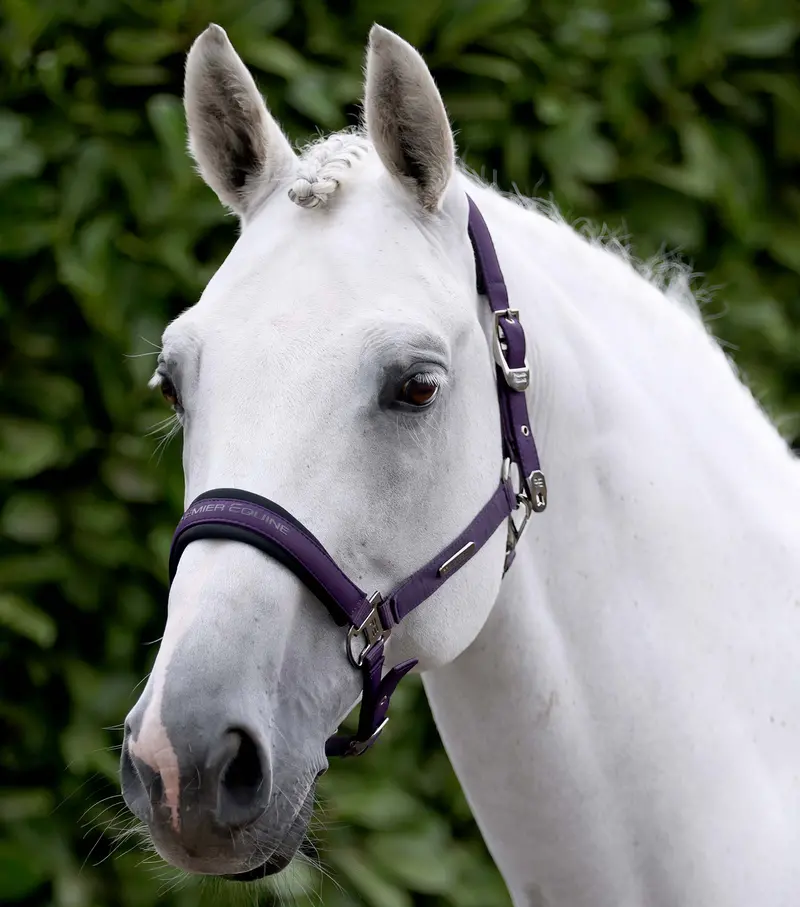 Duco Padded Head Collar With Lead Rope Grape 1