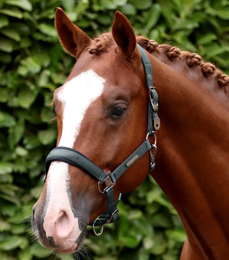 Duco Padded Head Collar With Lead Rope Green 1
