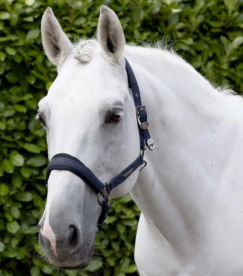 Duco Padded Head Collar With Lead Rope Navy 1