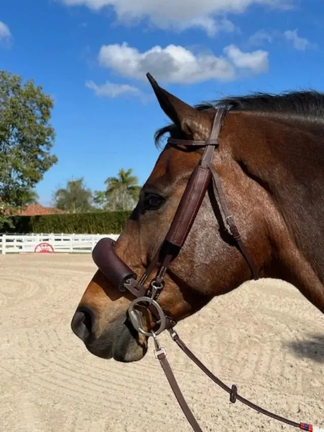 Dziasport Blinkers 1