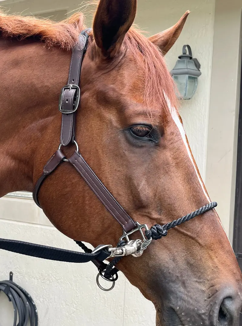 Dziasport Happy Horse Hybrid Halter 1