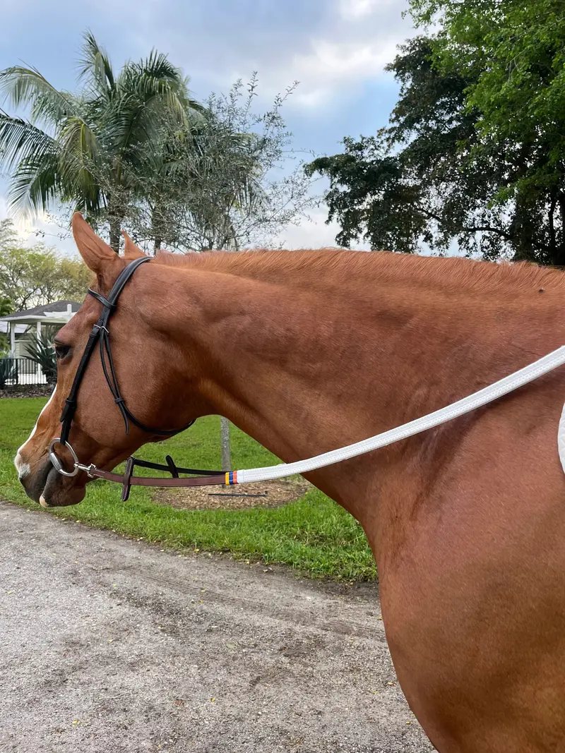 Dziasport Performance Rubber Reins