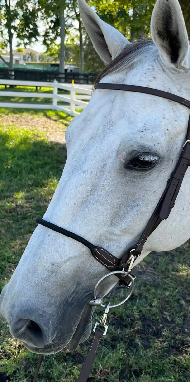 Dziasport Rope Nosebands 1