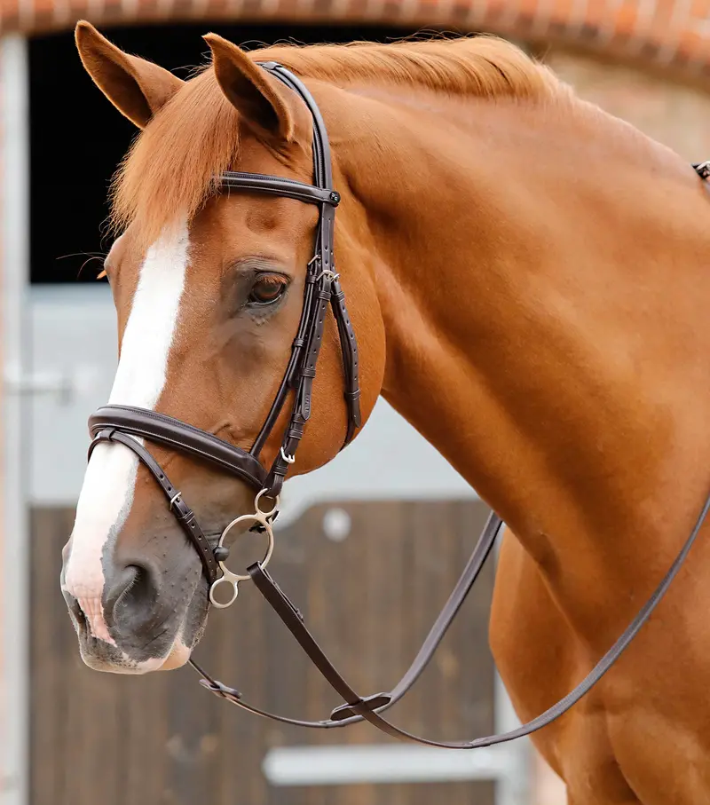 End Of Line - Delizioso Snaffle Bridle 1