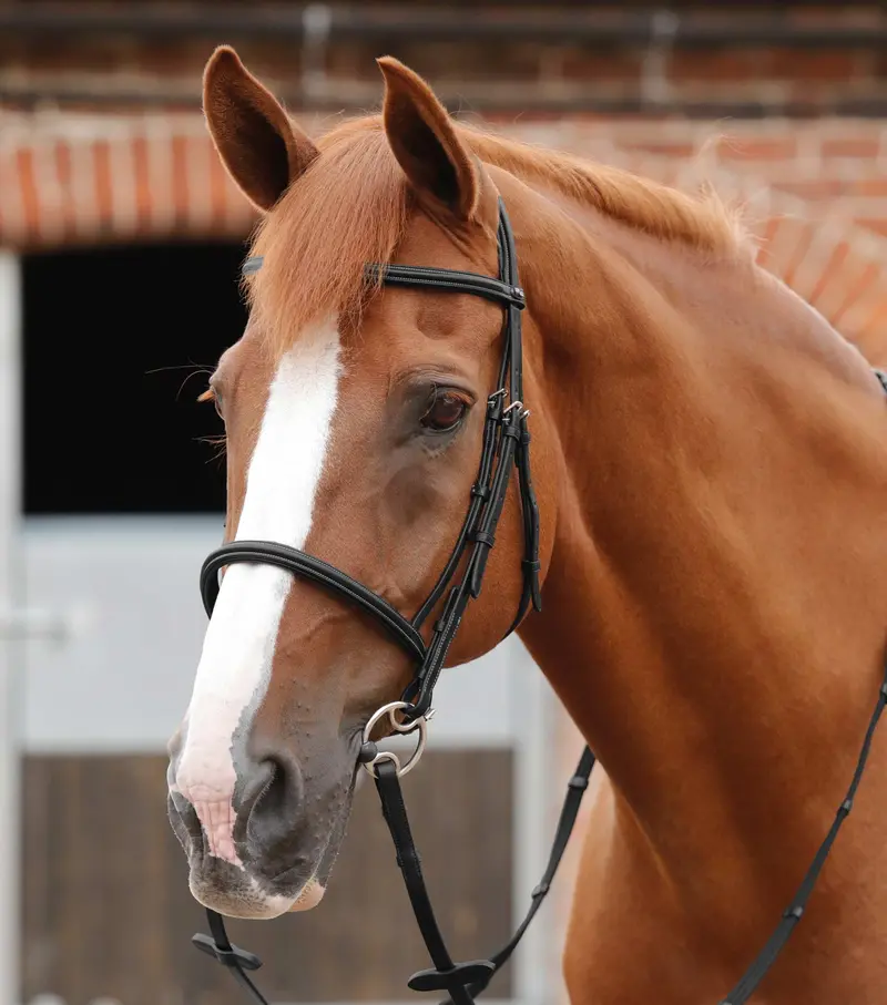 End Of Line - Mossimo Cavesson Bridle 1