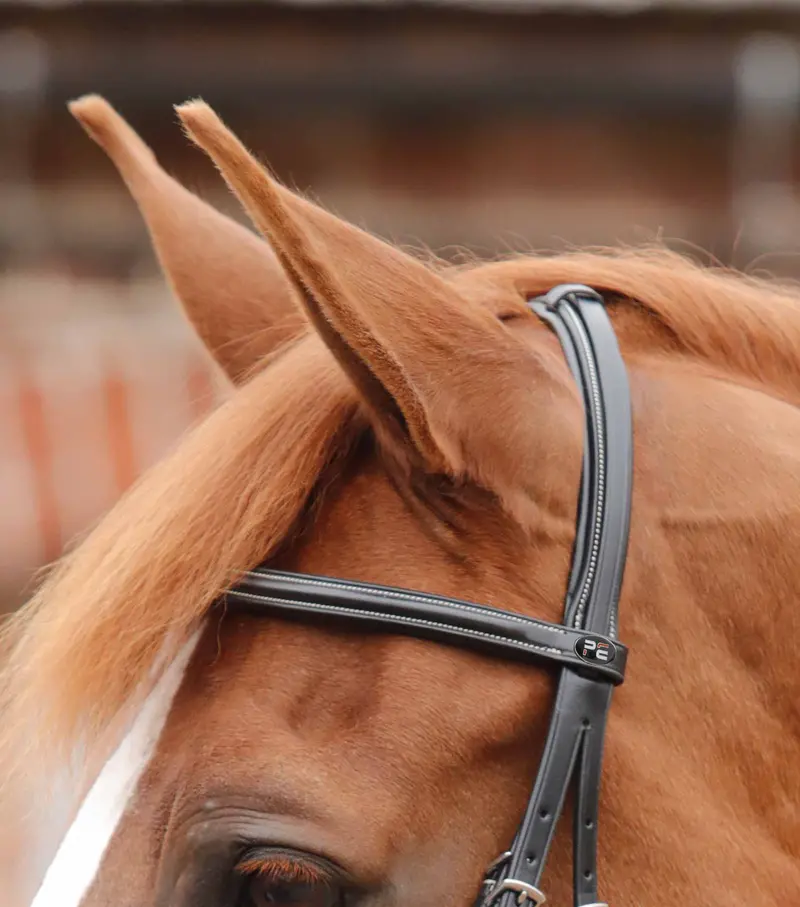 End Of Line - Mossimo Cavesson Bridle 3