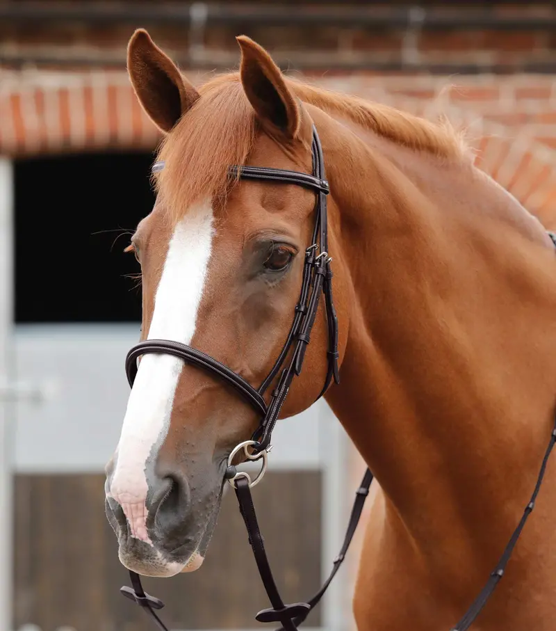 End Of Line - Mossimo Cavesson Bridle 4
