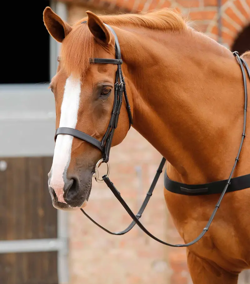 End Of Line - Primo Hunter Bridle 1