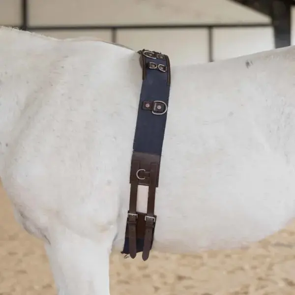Equinavia Saga Lunge Surcingle 1