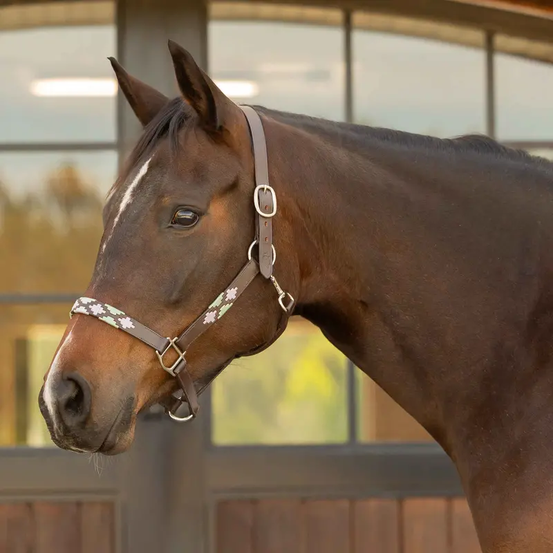 Equinavia Siri Polo Leather Halter 1